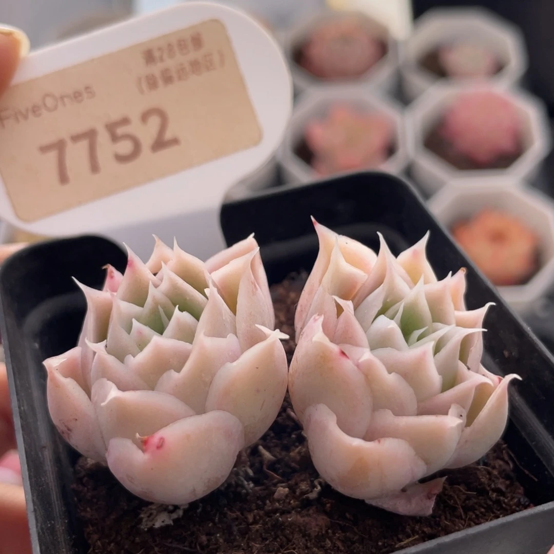 蓝丝绒7752-5.0厘米