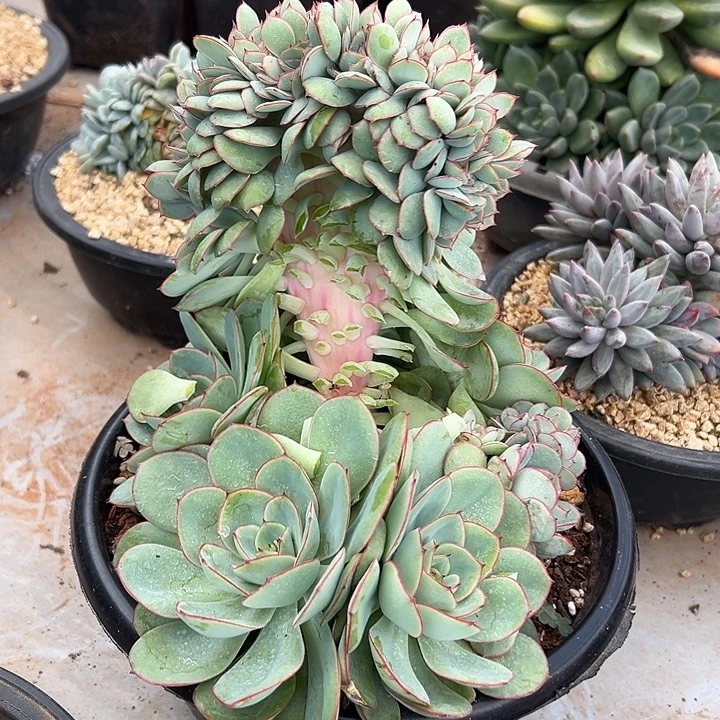 牡丹亭高板群生缀化