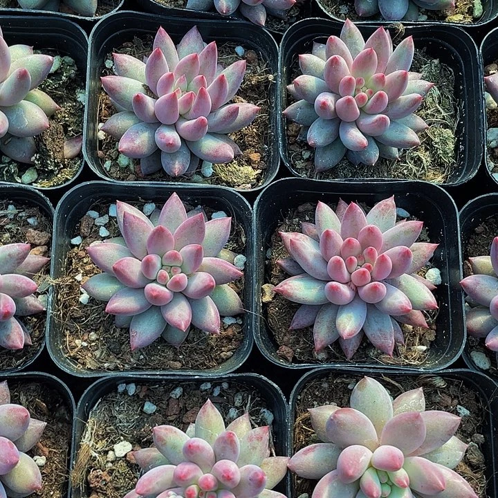 虞美人5.8带盆土发