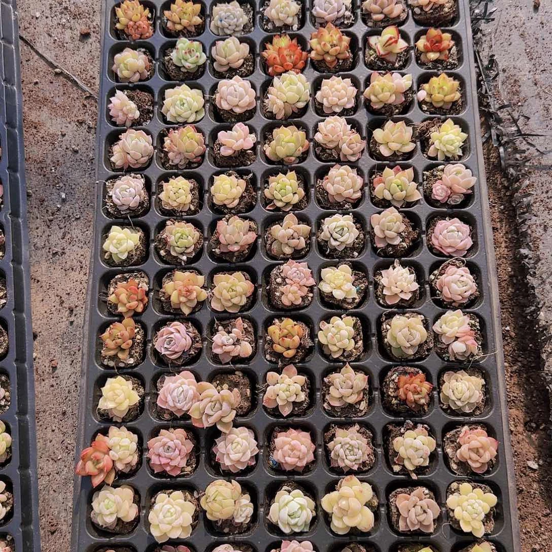 直播一物一拍多肉62