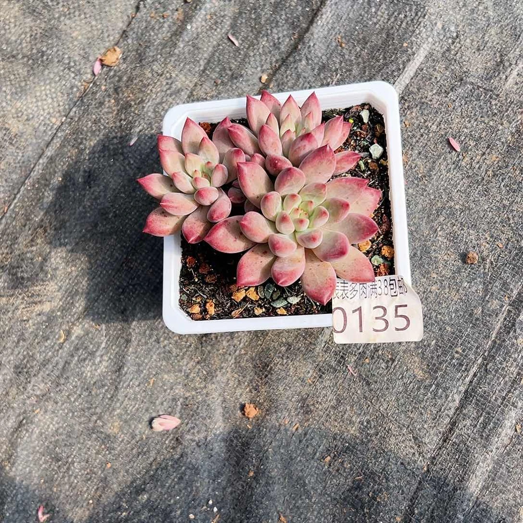 云***.无花朵多肉一物一拍植物0135