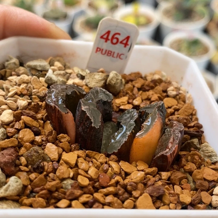 464号玉扇锦多肉植物