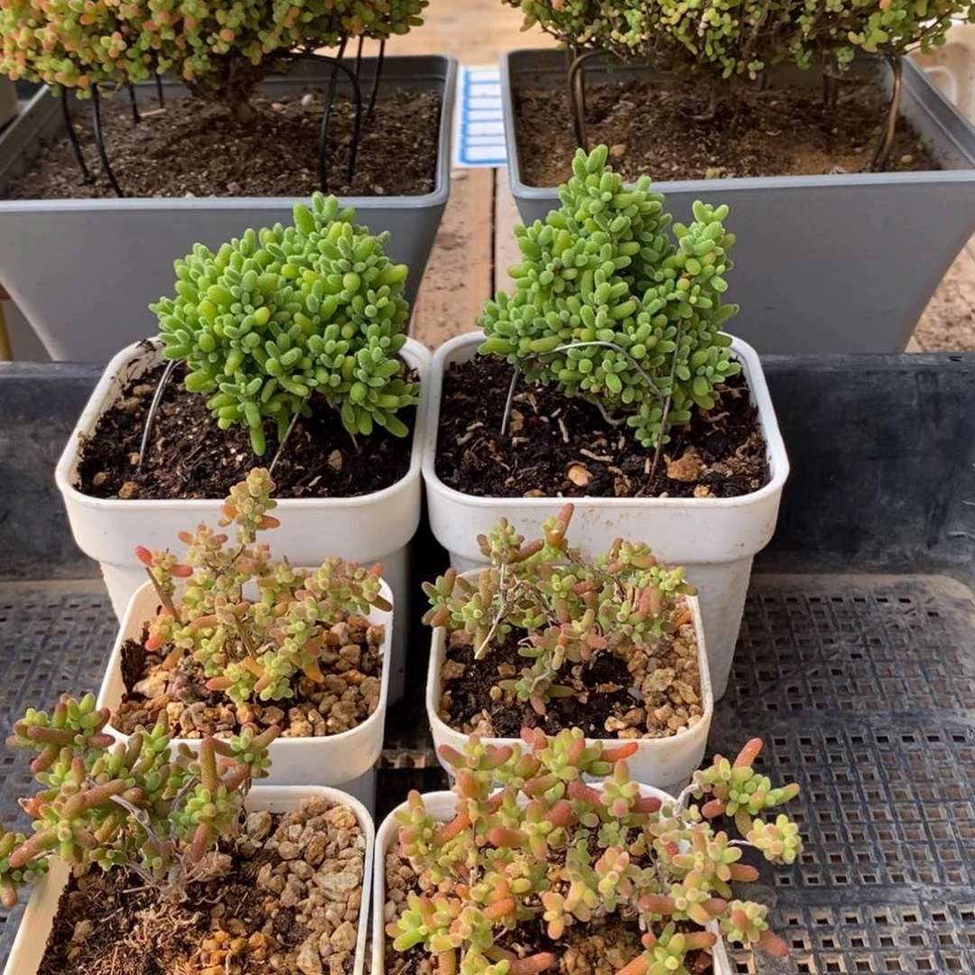 枝干番杏多肉植物240