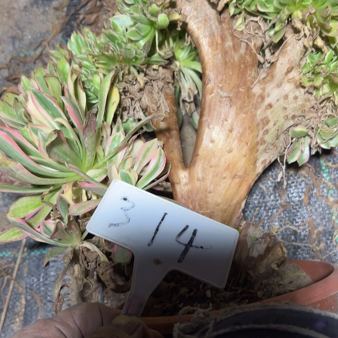 多肉植物女神缀花处理314