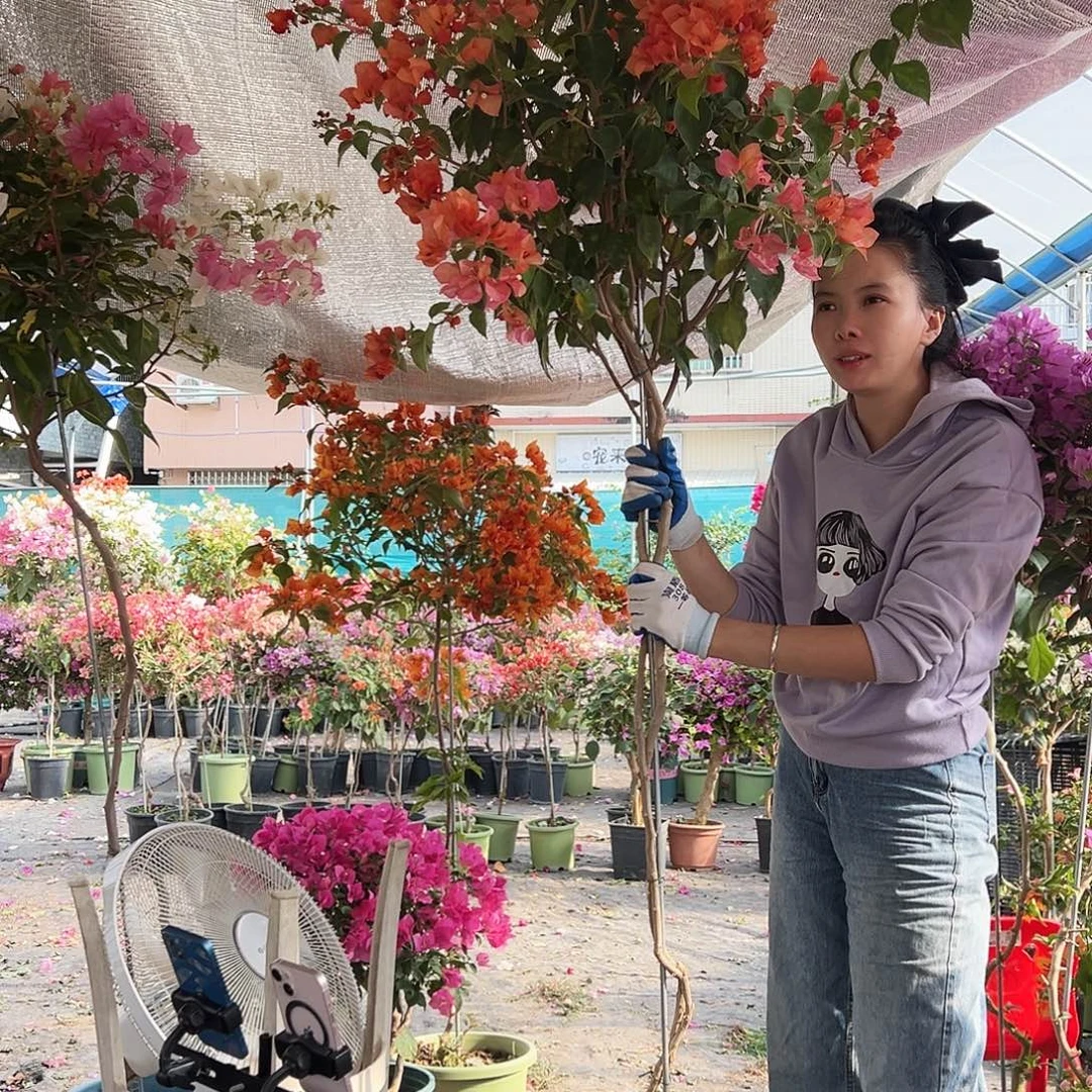 我***吒大部分花苞少量开放K30日落