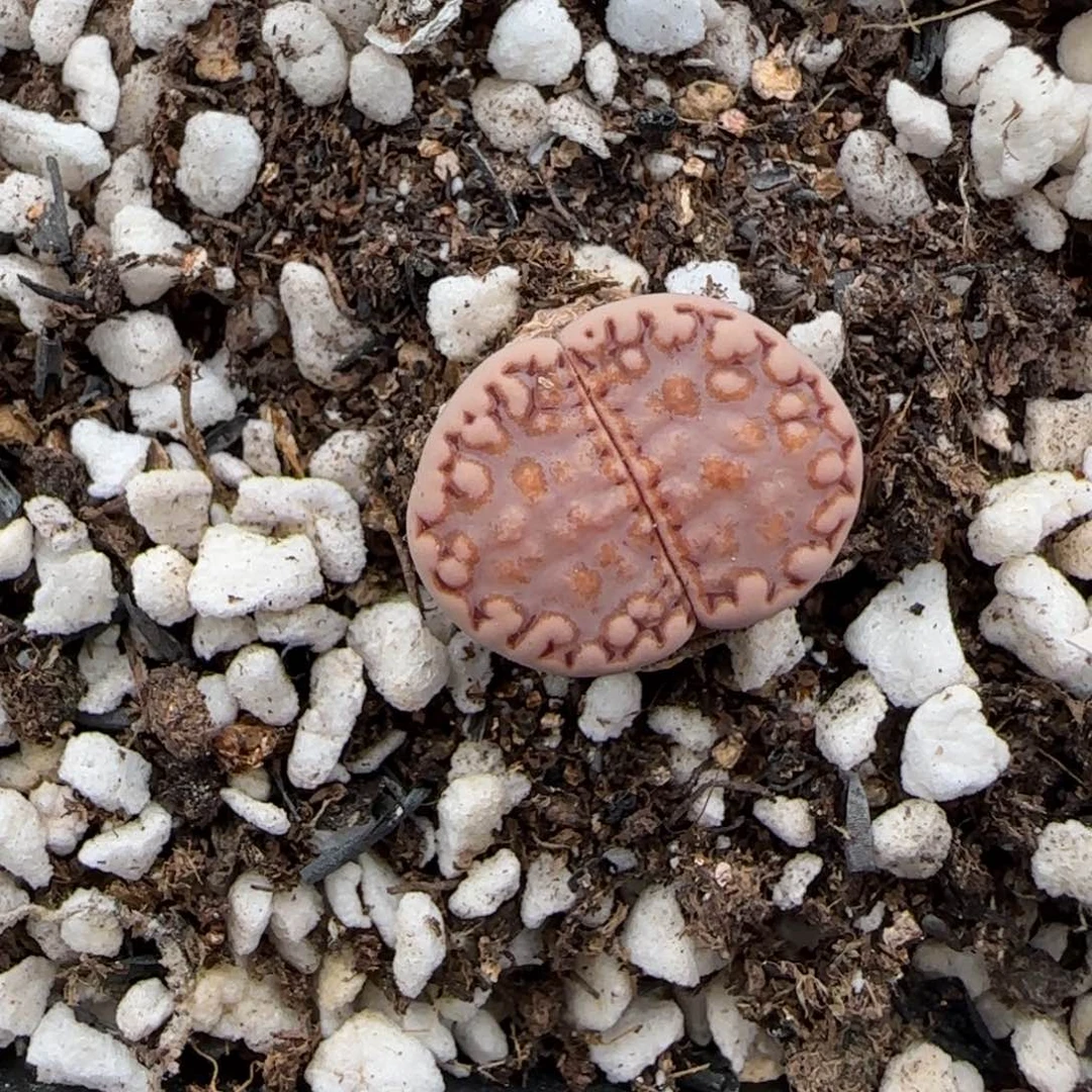 6.27。。。217饼干。。。2027