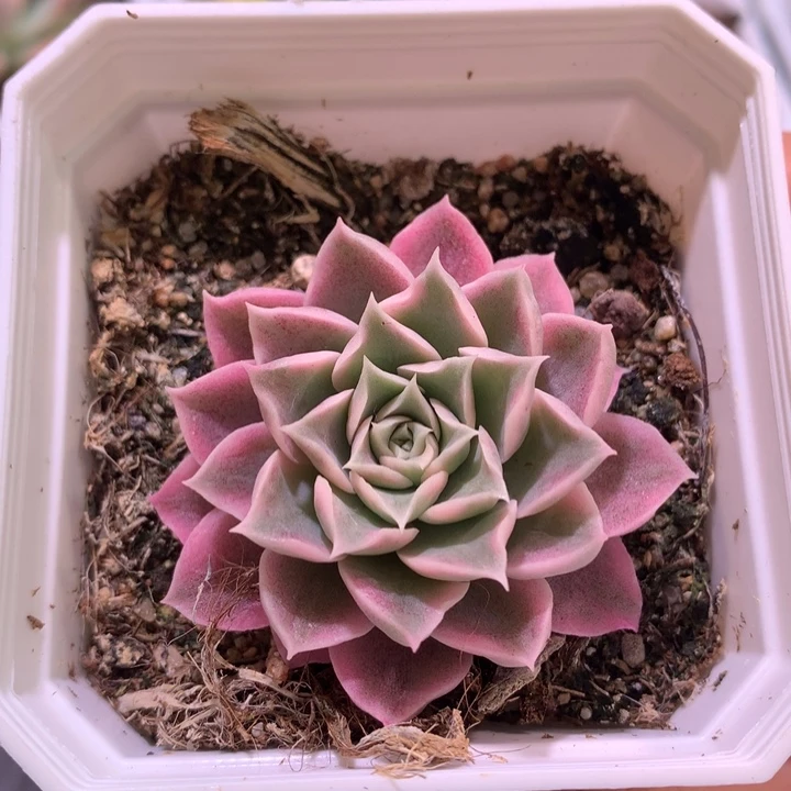 海琳娜锦，锦哥多肉