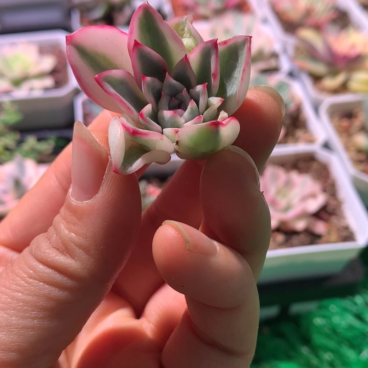 荷花锦，锦哥多肉