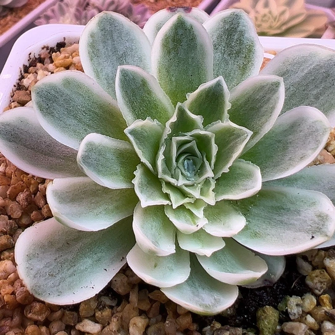 山地玫瑰锦秋夕1371号