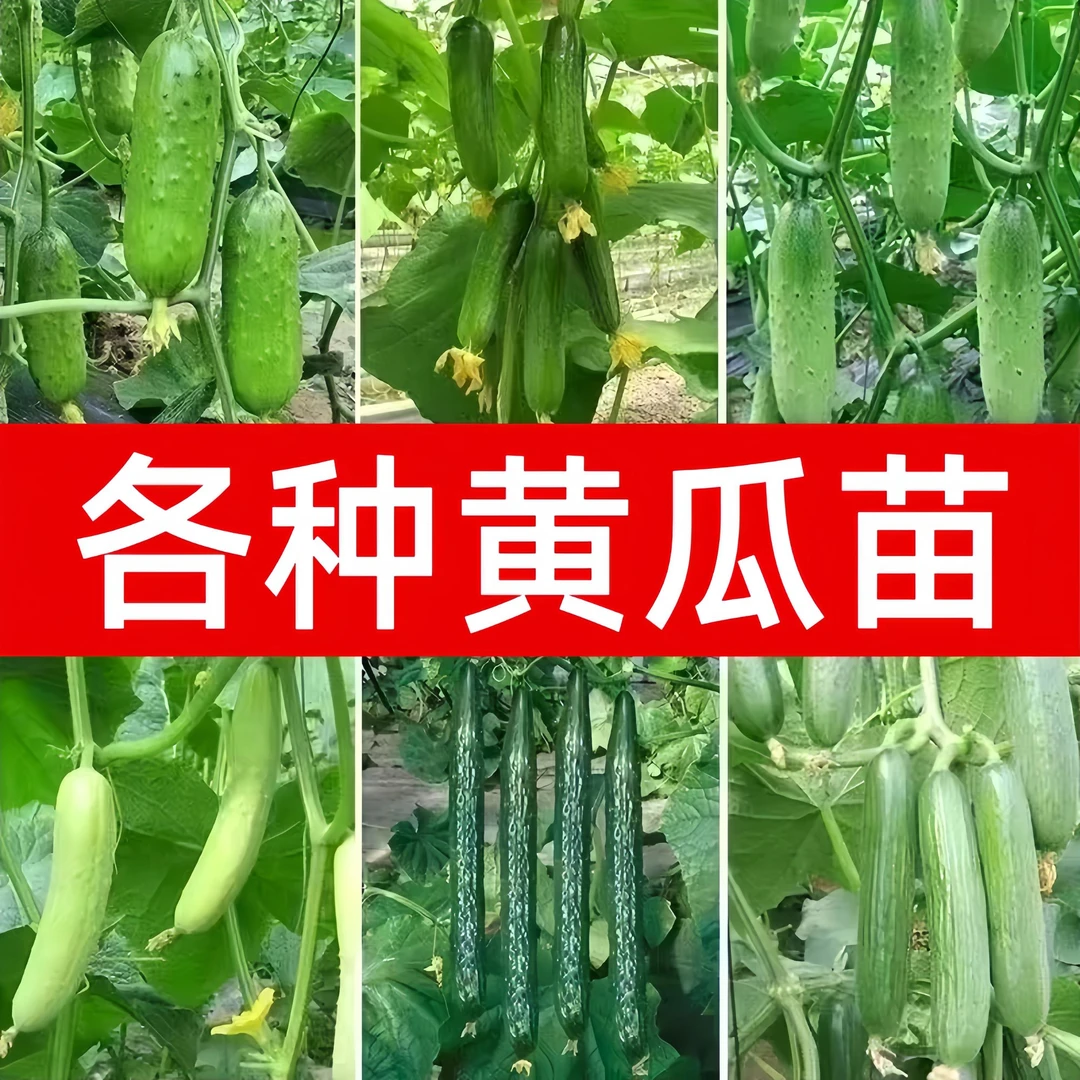 黄瓜苗大小地爬阳台水果黄瓜苗精选四季精选秧苗黄瓜秧苗早熟嫁接