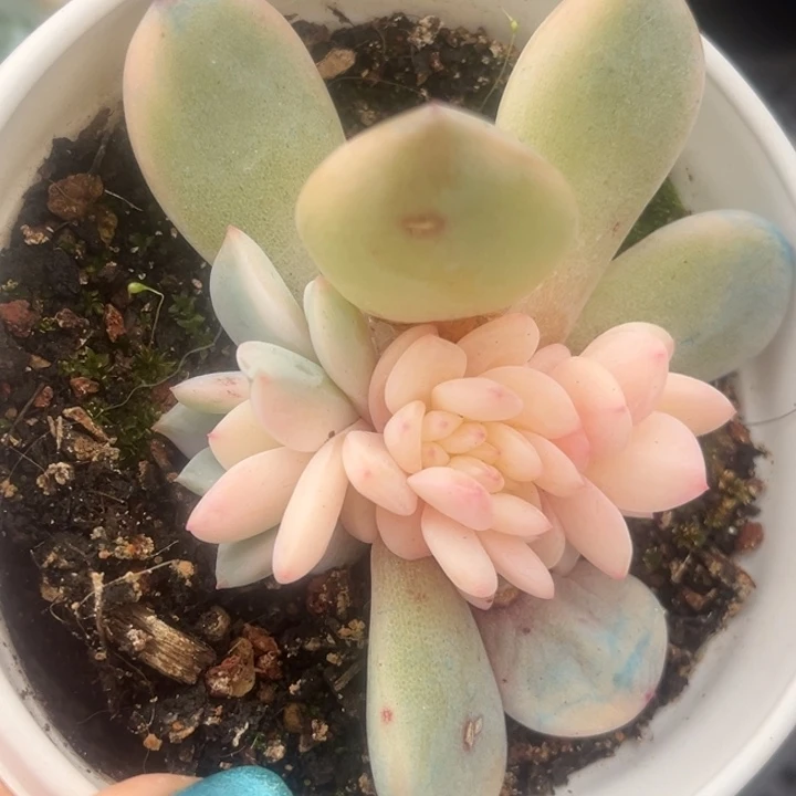 橙梦露锦带缀化发货