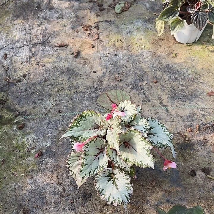 完全开放银羽秋海棠