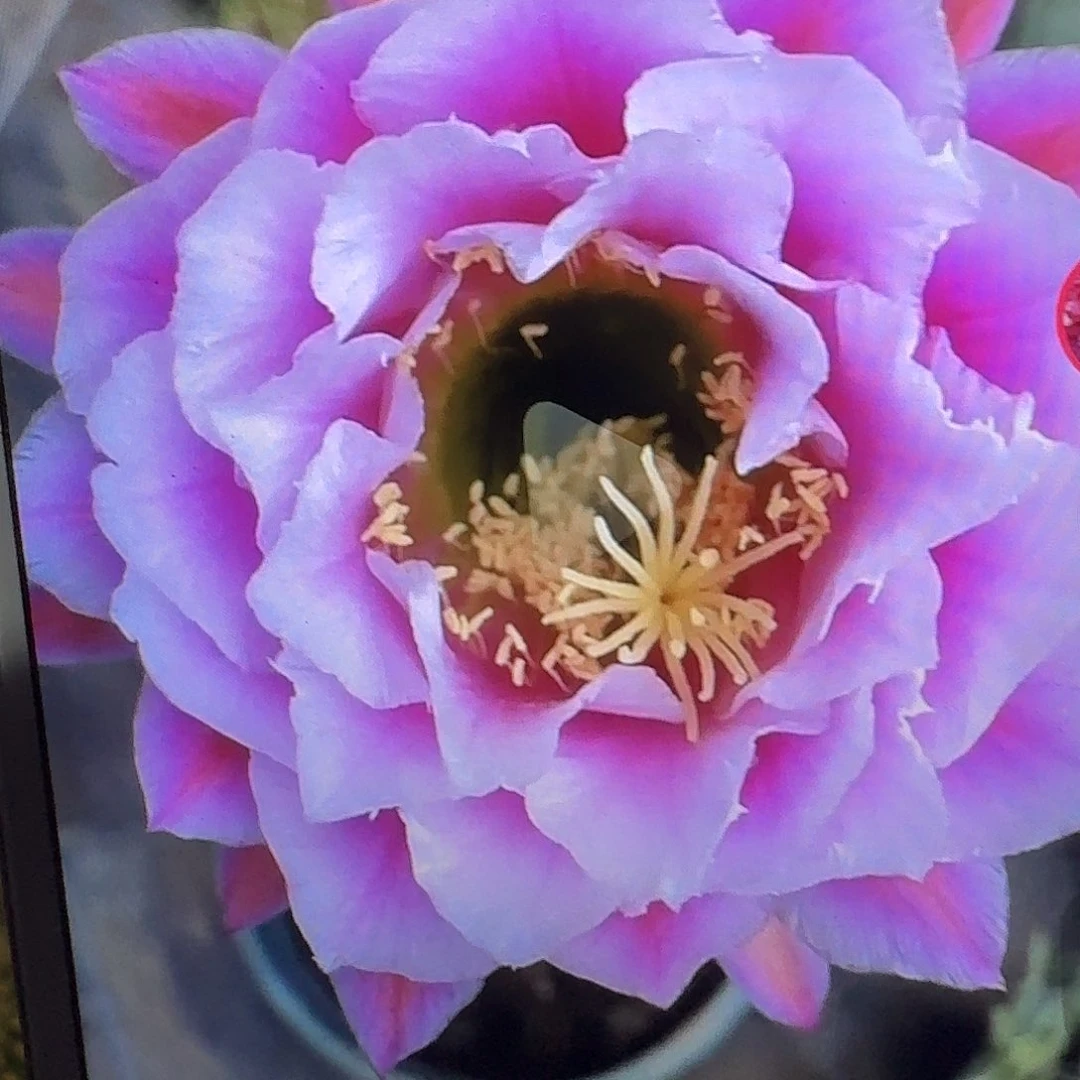 仙女侧芽5公分毛花柱仙人球