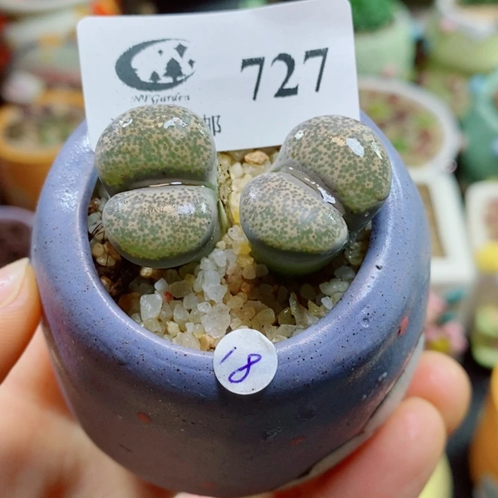 生石花花花花花花727