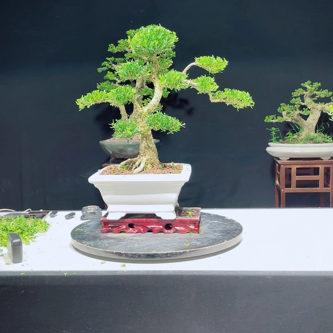 无花朵绿植黄杨盆景