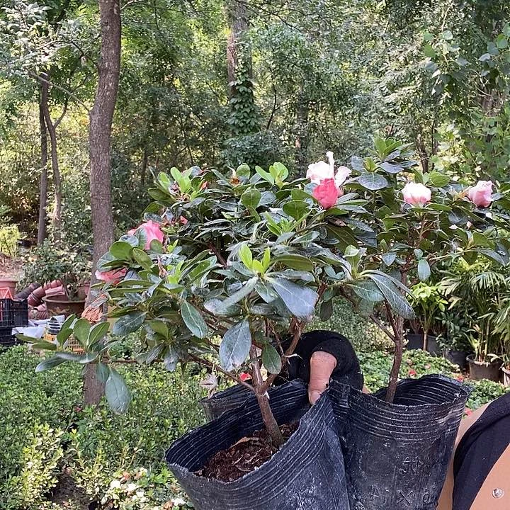 处理小桃红， 樱桃红，绿光辉