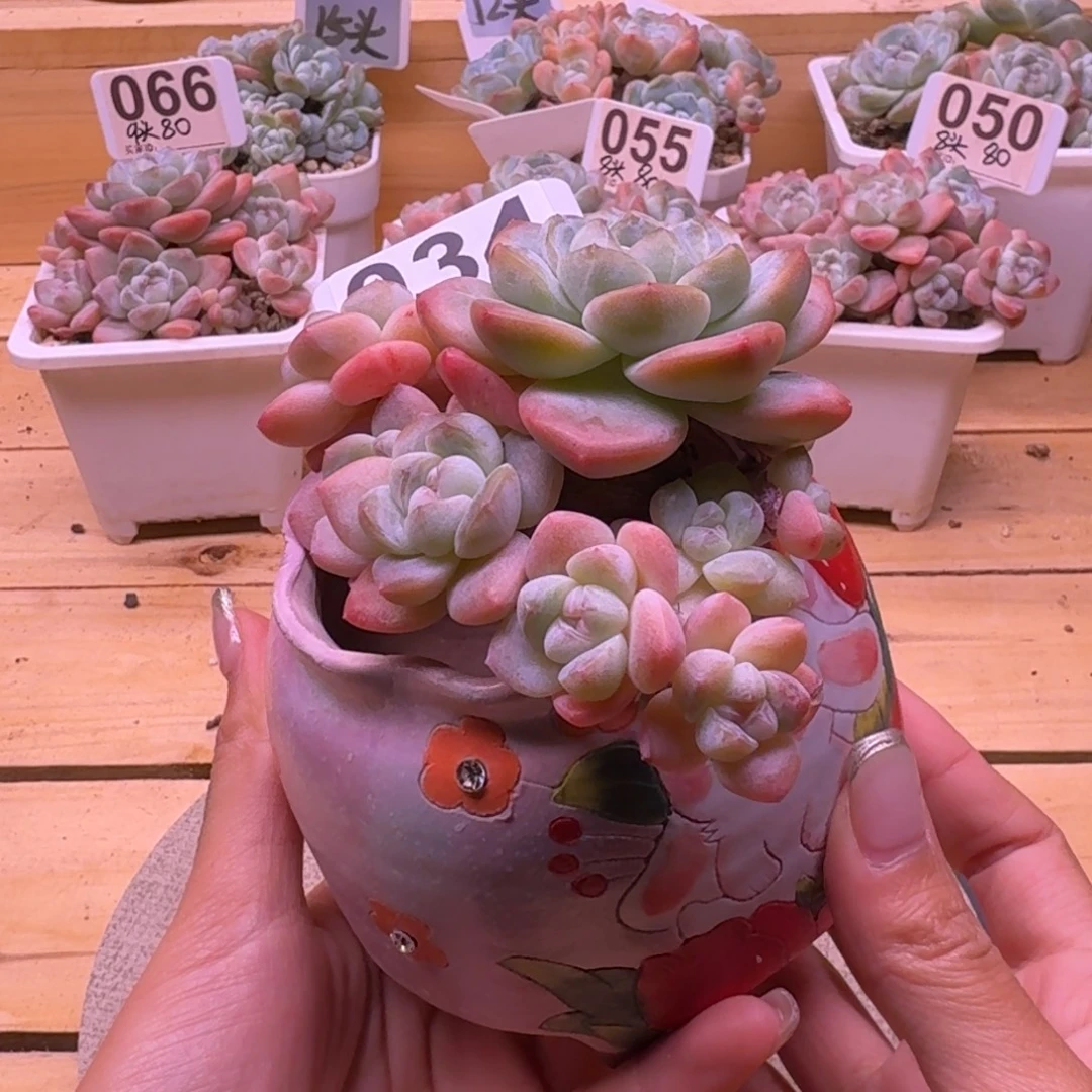 034精控冰玉群生9头