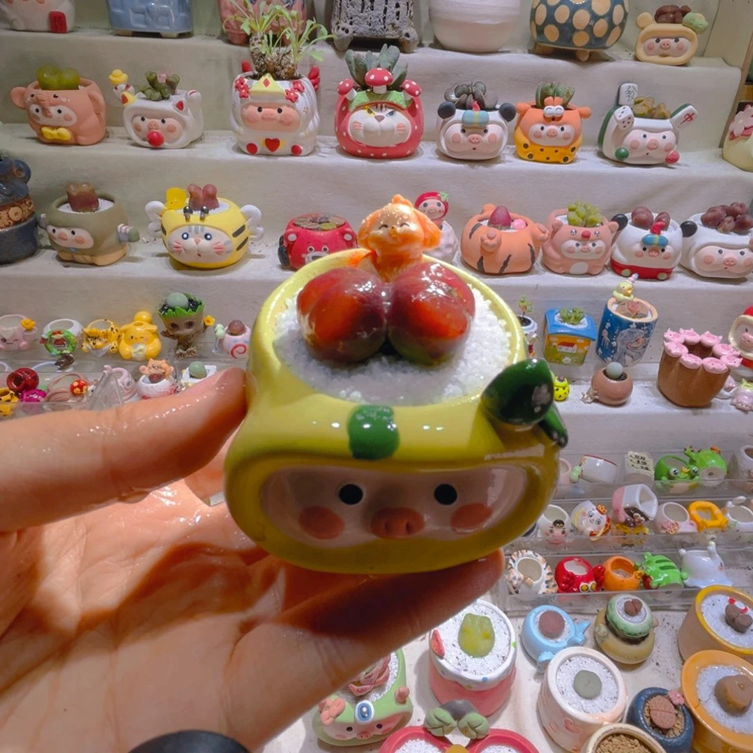 041高端多肉带盆土一套48