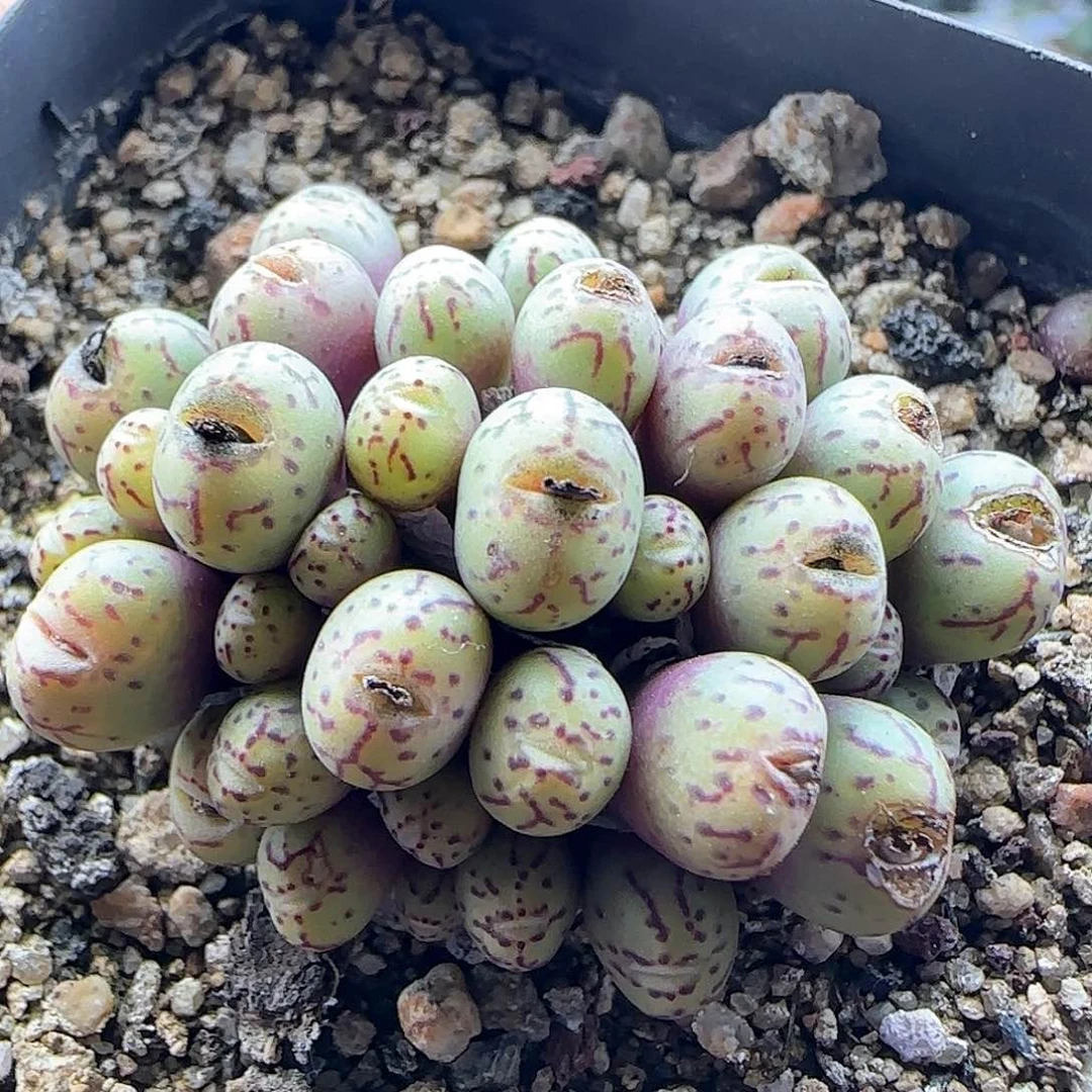 28包邮脱土发货25934