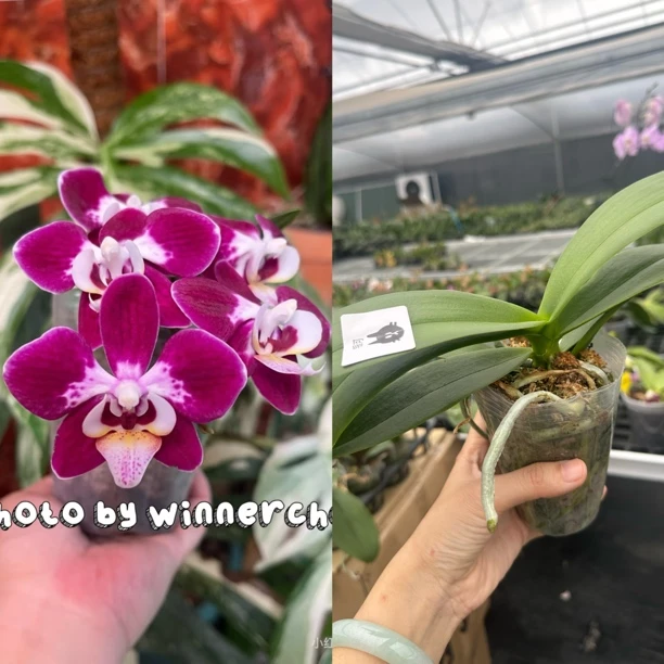 银河3.0寸蝴蝶兰带花