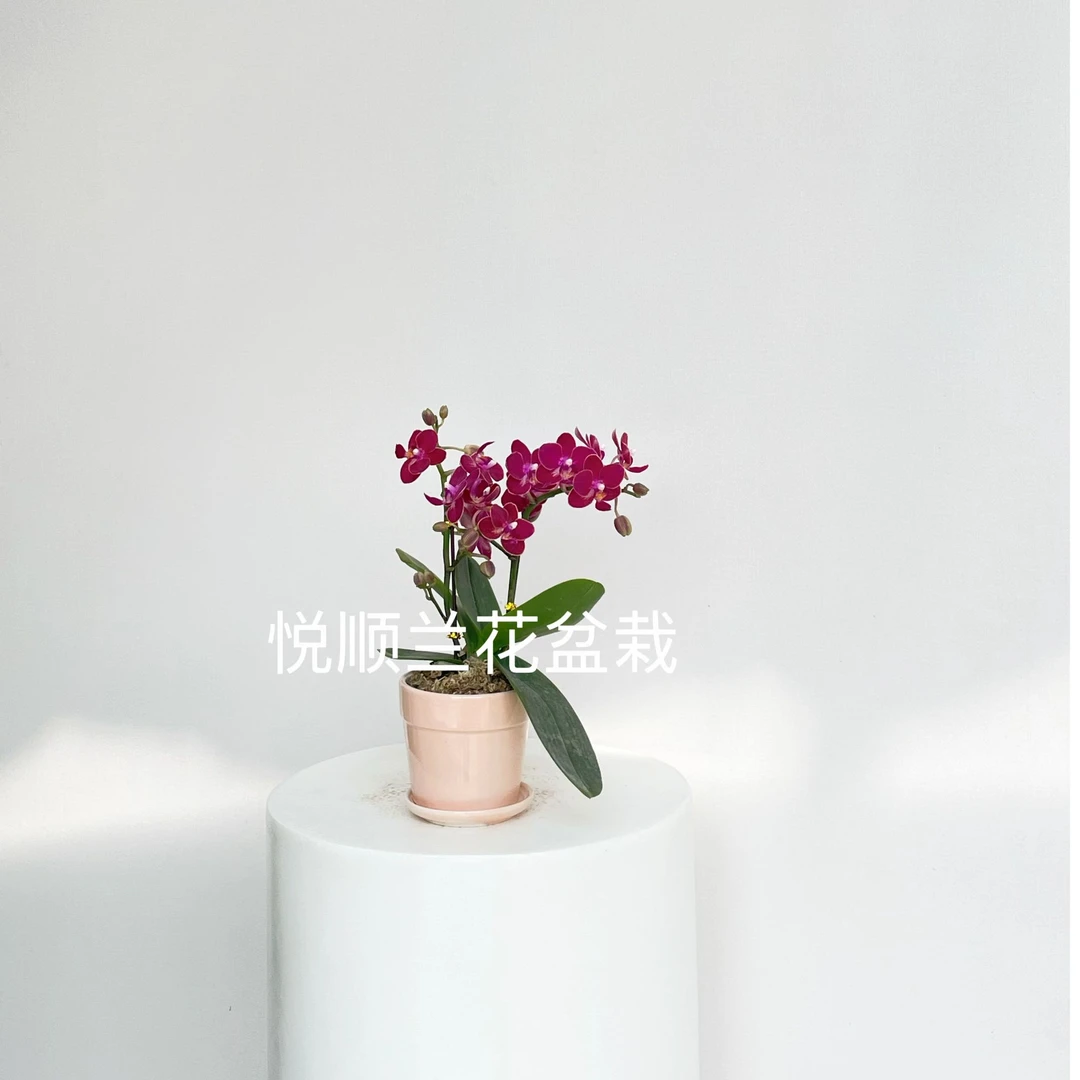 20580 蝴蝶兰 香甜甜 绿植花卉 桌面花 花期长 好养活