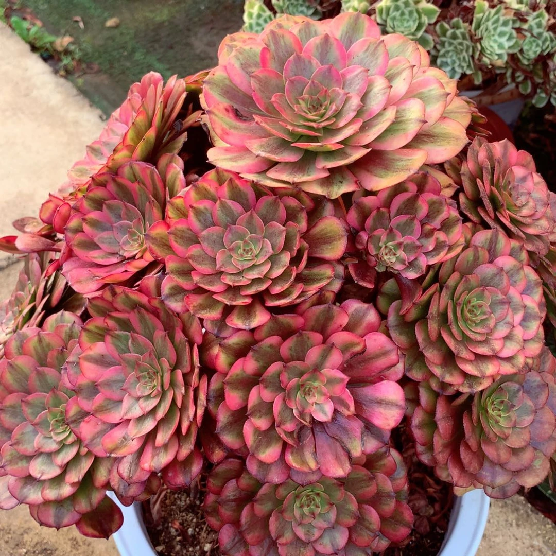 福利粉姬，多肉植物