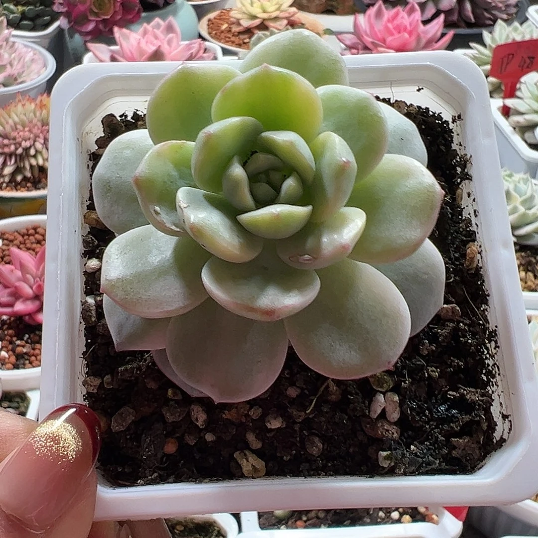 满38包邮香草锦多肉