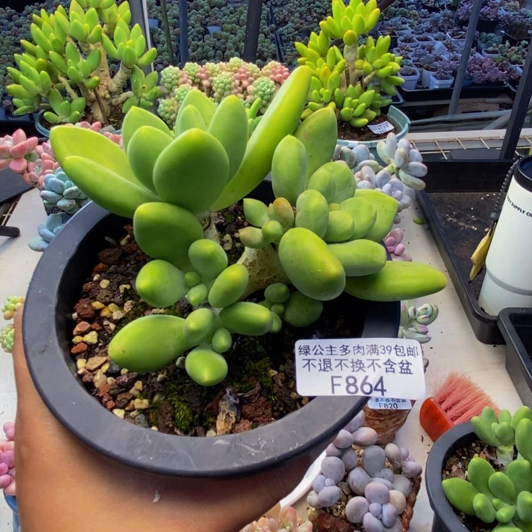 米**多864金蝉芒果奶多肉8cm