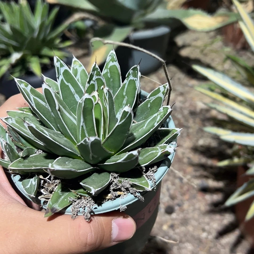 世之雪龙舌兰系列