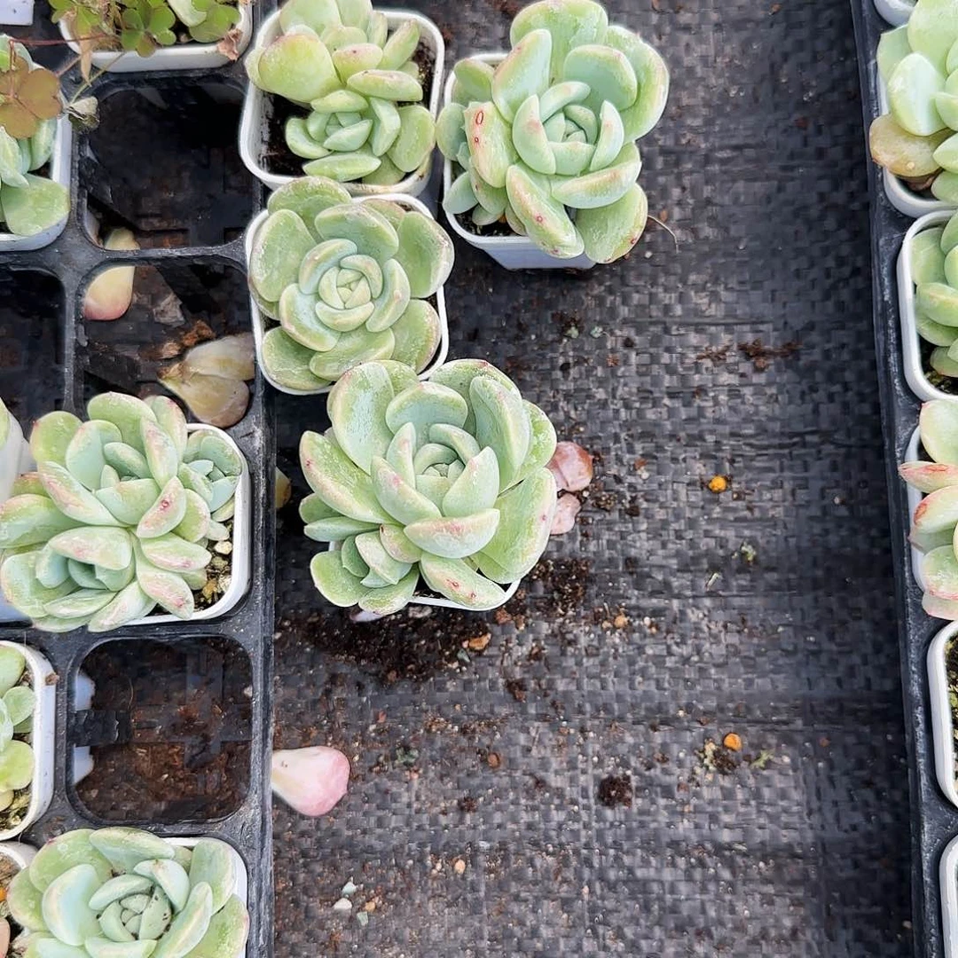 373 大盆一个满25包邮