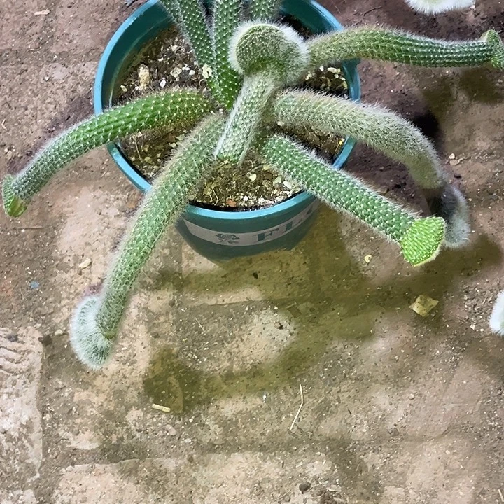 比***头九尾狐嫁接缀化5头