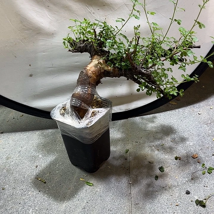 汤圆植物勃然恩斯橄榄