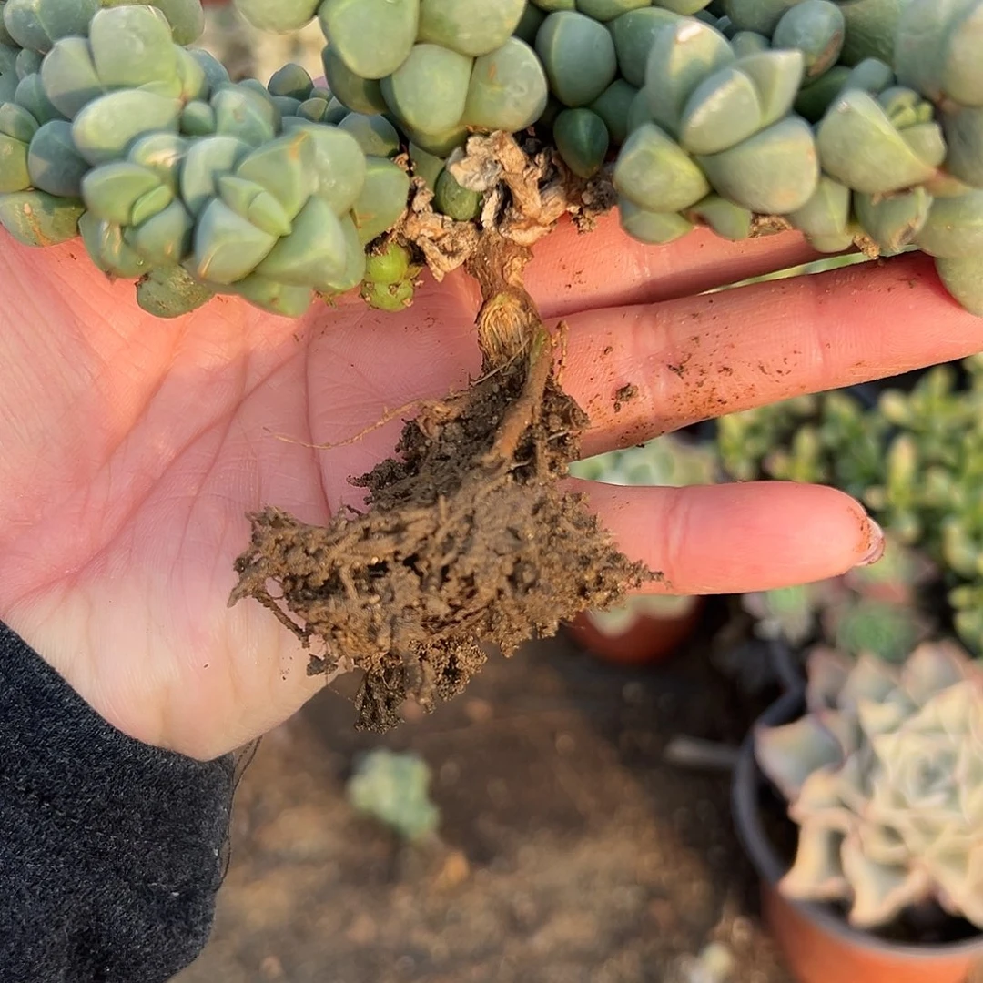 小***肌多肉植物鹿角海棠