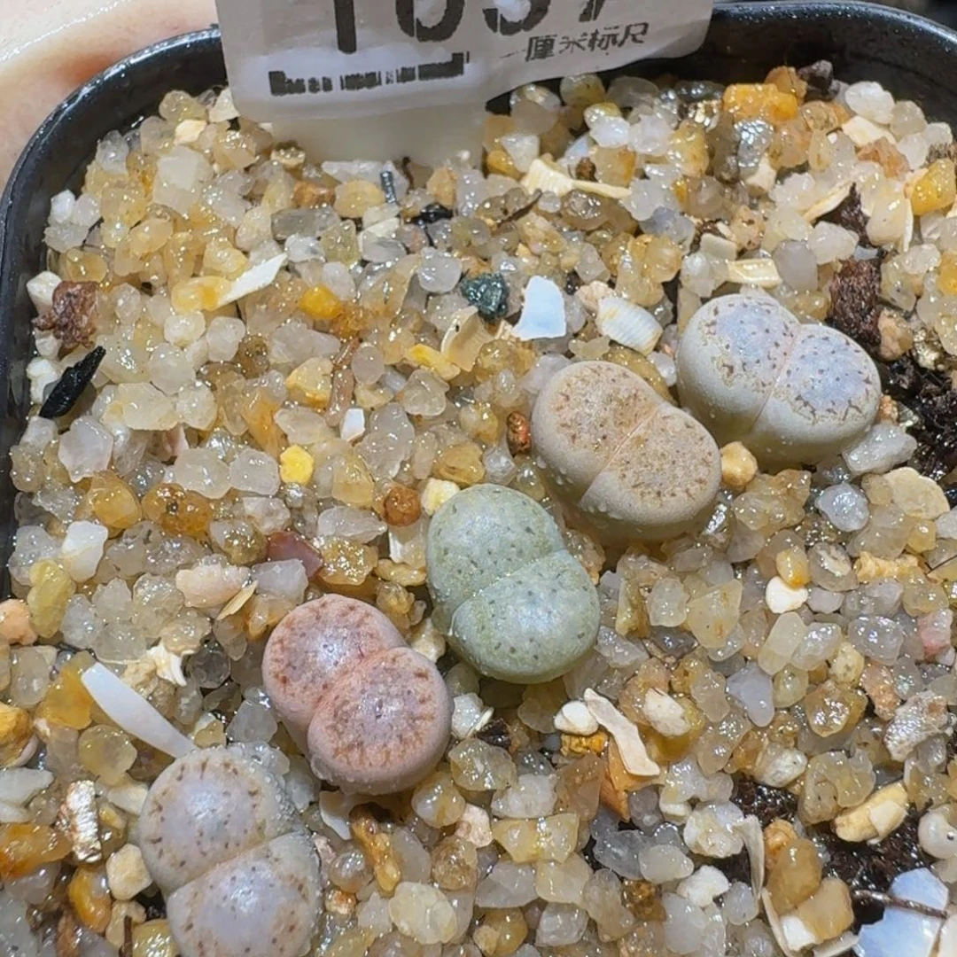 Ssss精品生石花1037