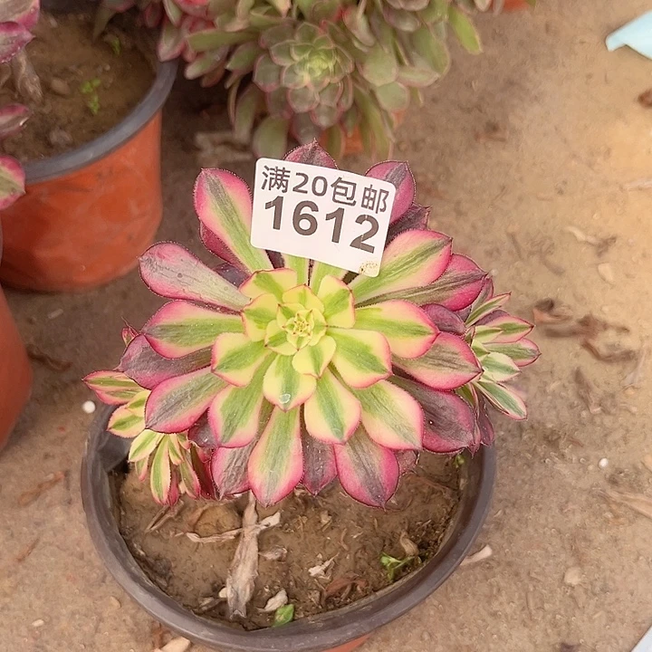 1612一颗美杜莎法师