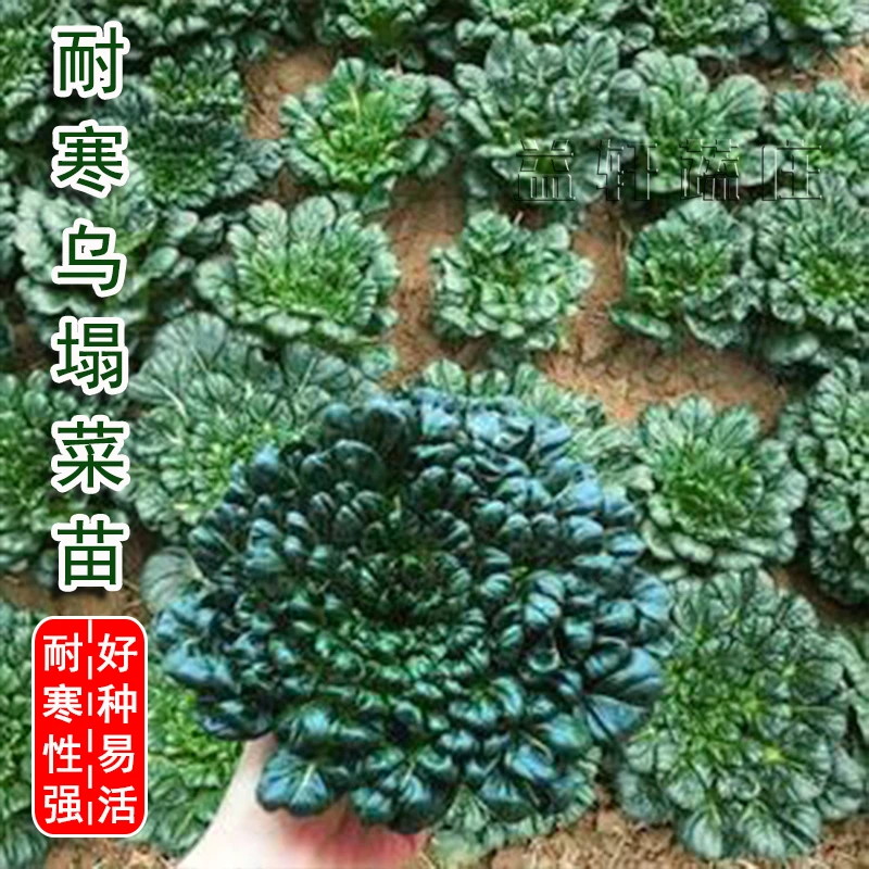 小八叶乌塌菜种子黑心乌塌菜种籽耐寒春秋冬盆栽阳台种植蔬菜