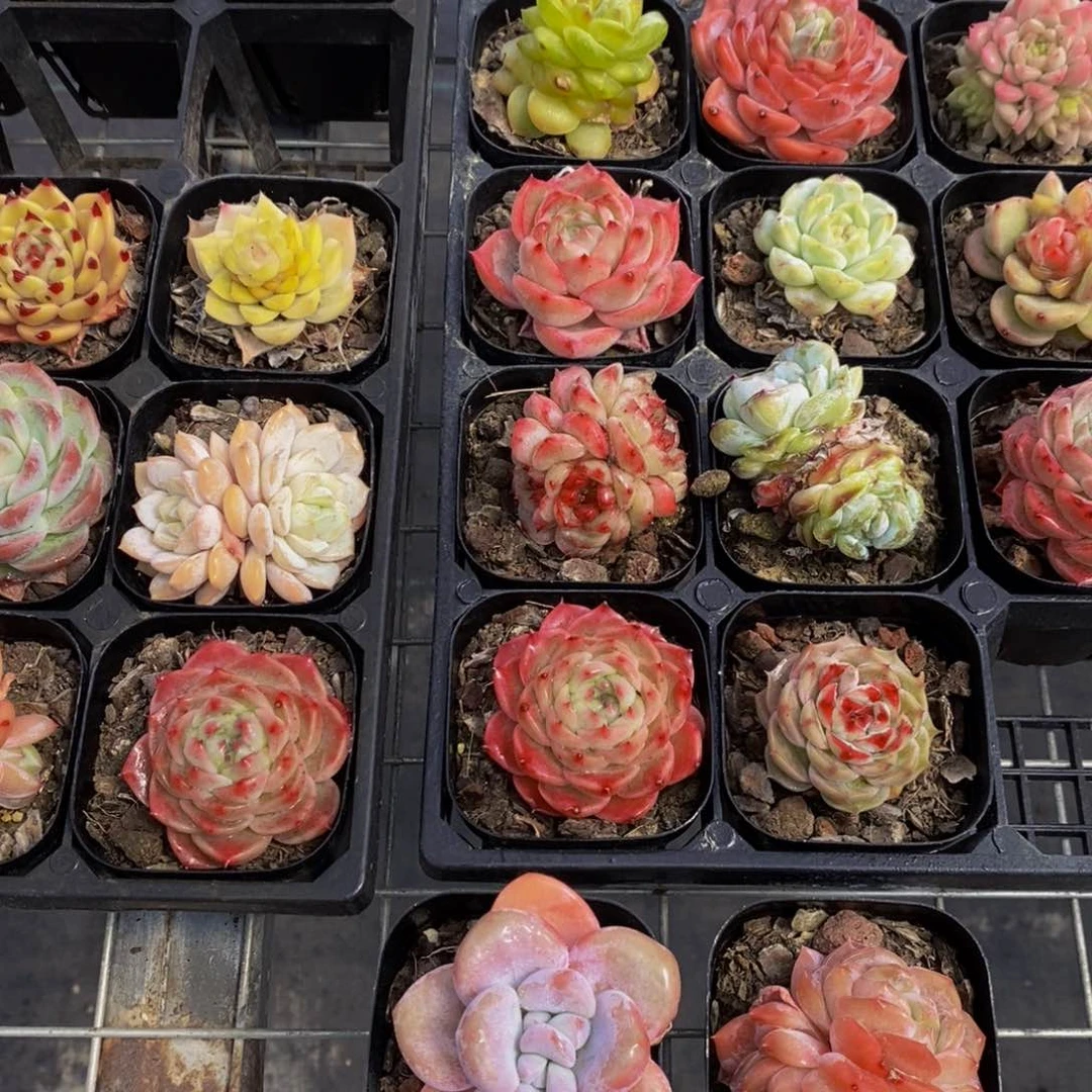 精品新手福利美货六个