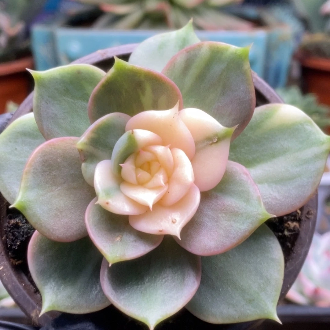 114贝加尔湖锦锦锦锦锦