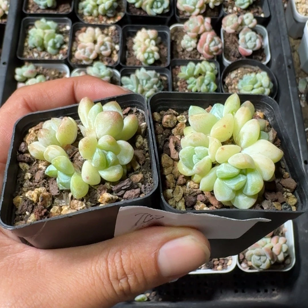 旭一物一拍专拍链接