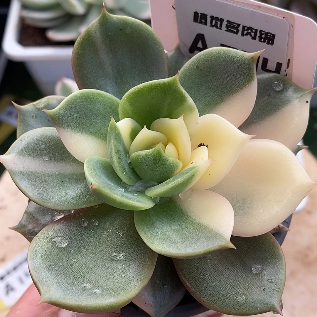 204贝哈尔湖哈哈哈哈