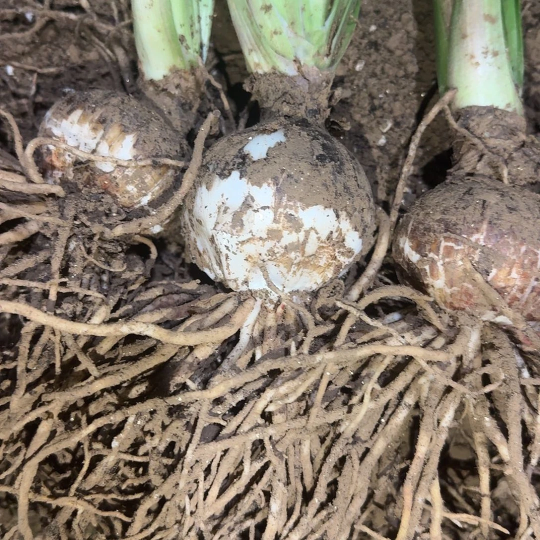 气质美女5厘米裸根剪叶三棵，有明显掰侧痕迹