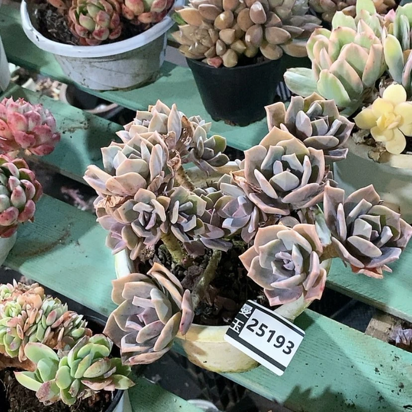 【闪购商品】彩虹糖石化25193