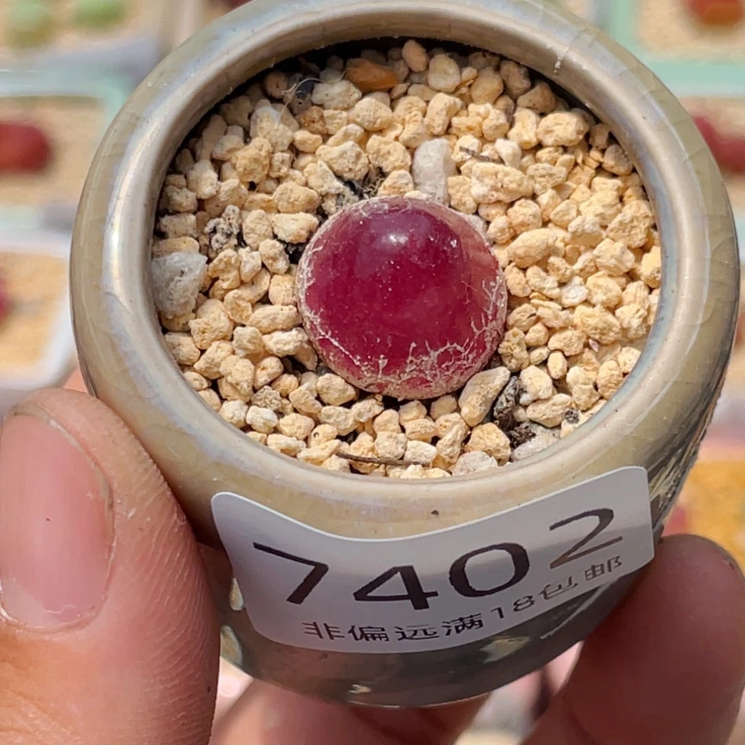 无花朵7402--一物一拍 带盆