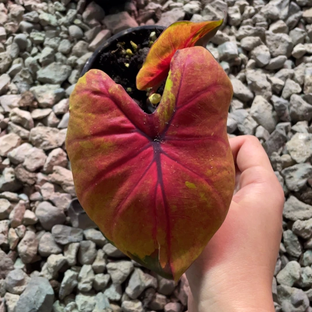 完全开放洛日养定发货