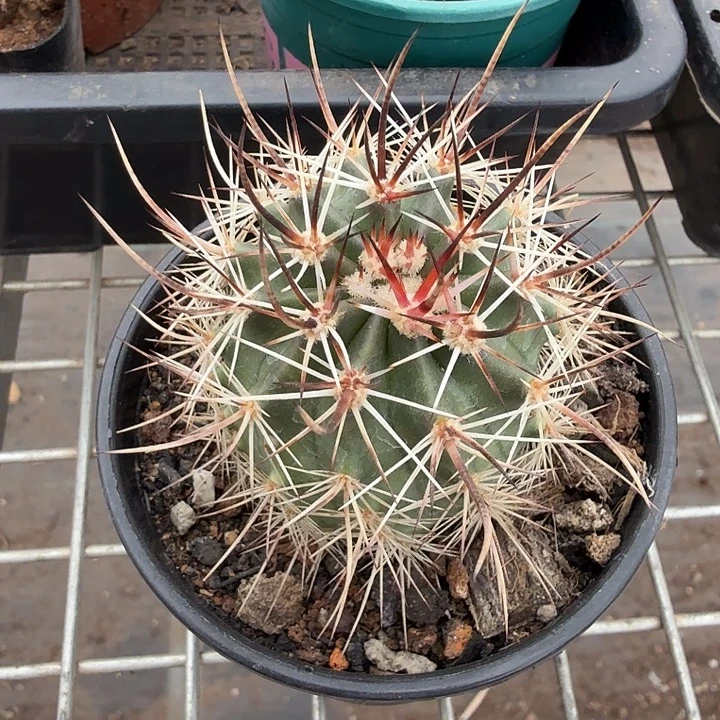 林氏幻虾单头5仙人球