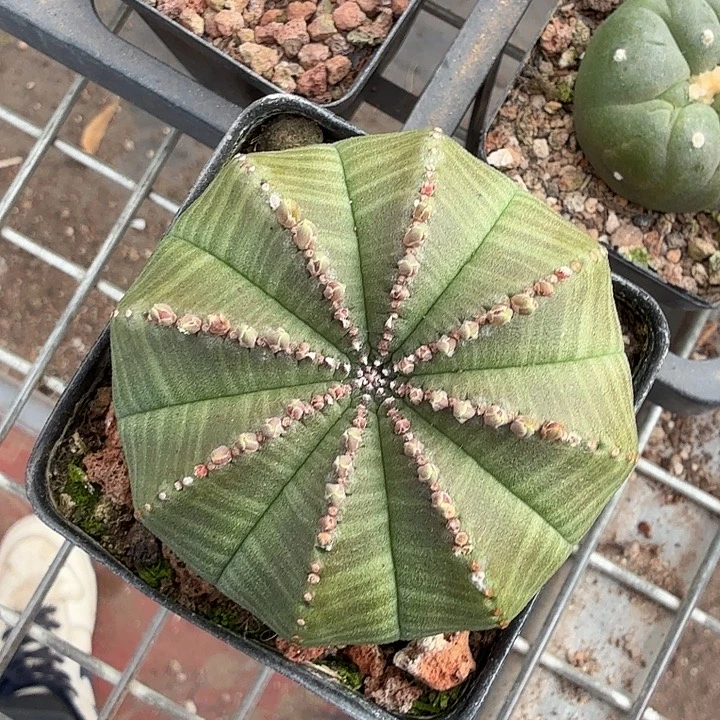 实生大欧布6仙人球