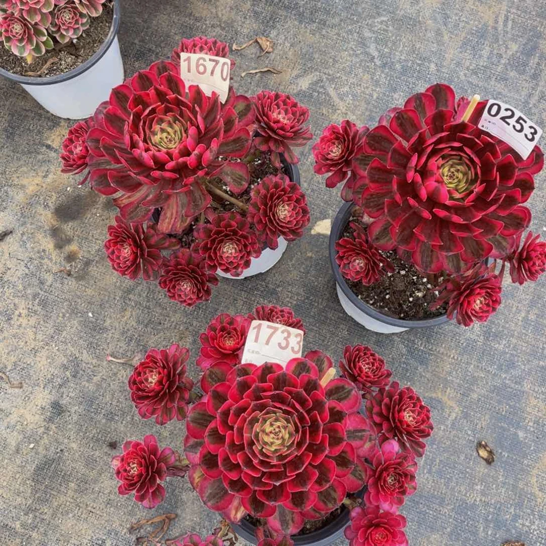 无花朵风**风白月光三颗1670.0253.1733带土球