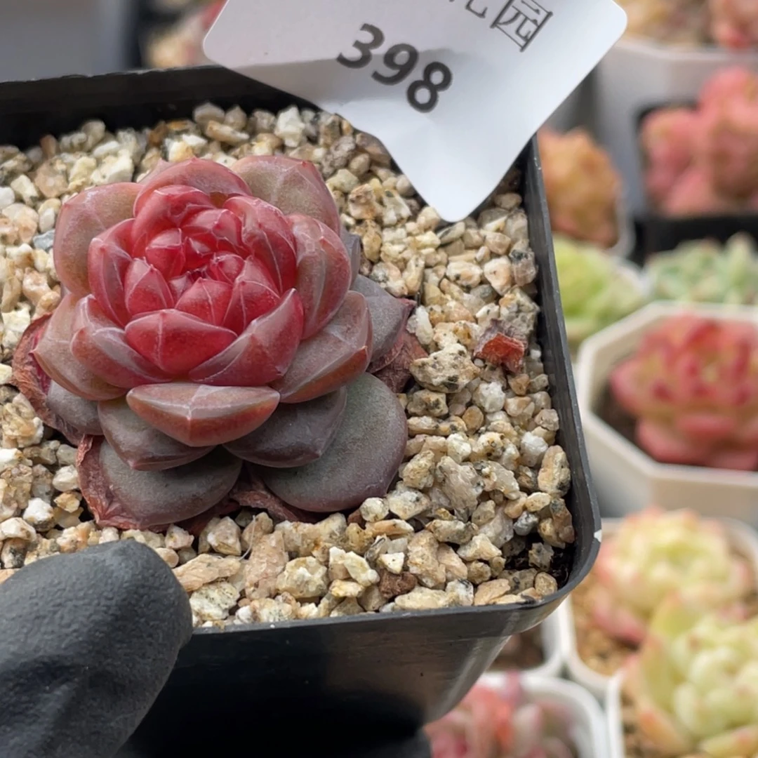 ღ***静398号糖心冰心珍妮 蜜蜡