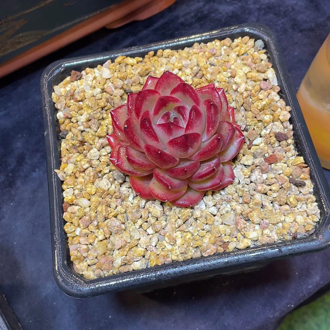 多肉植物脱土包邮