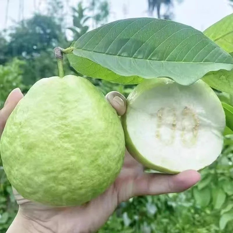 结果快番石榴芭乐果树苗正宗四季珍珠红白肉红宝石苹果盆栽